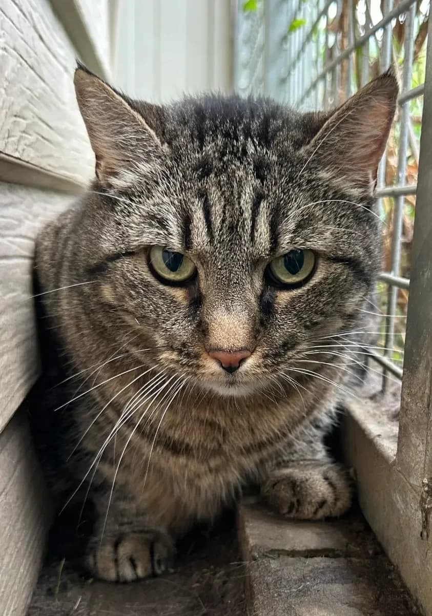 Sasha, Tigrée female senior European Shorthair for adoption at SPA Valais, Uvrier