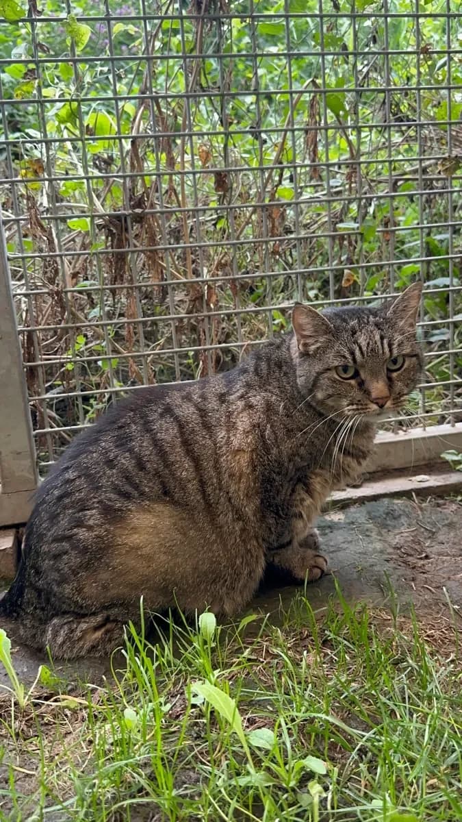 Sasha, Tigrée female senior European Shorthair for adoption at SPA Valais, Uvrier