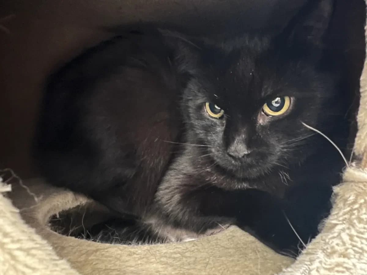 Salem, Noir male senior European Shorthair for adoption at SPA Valais, Uvrier