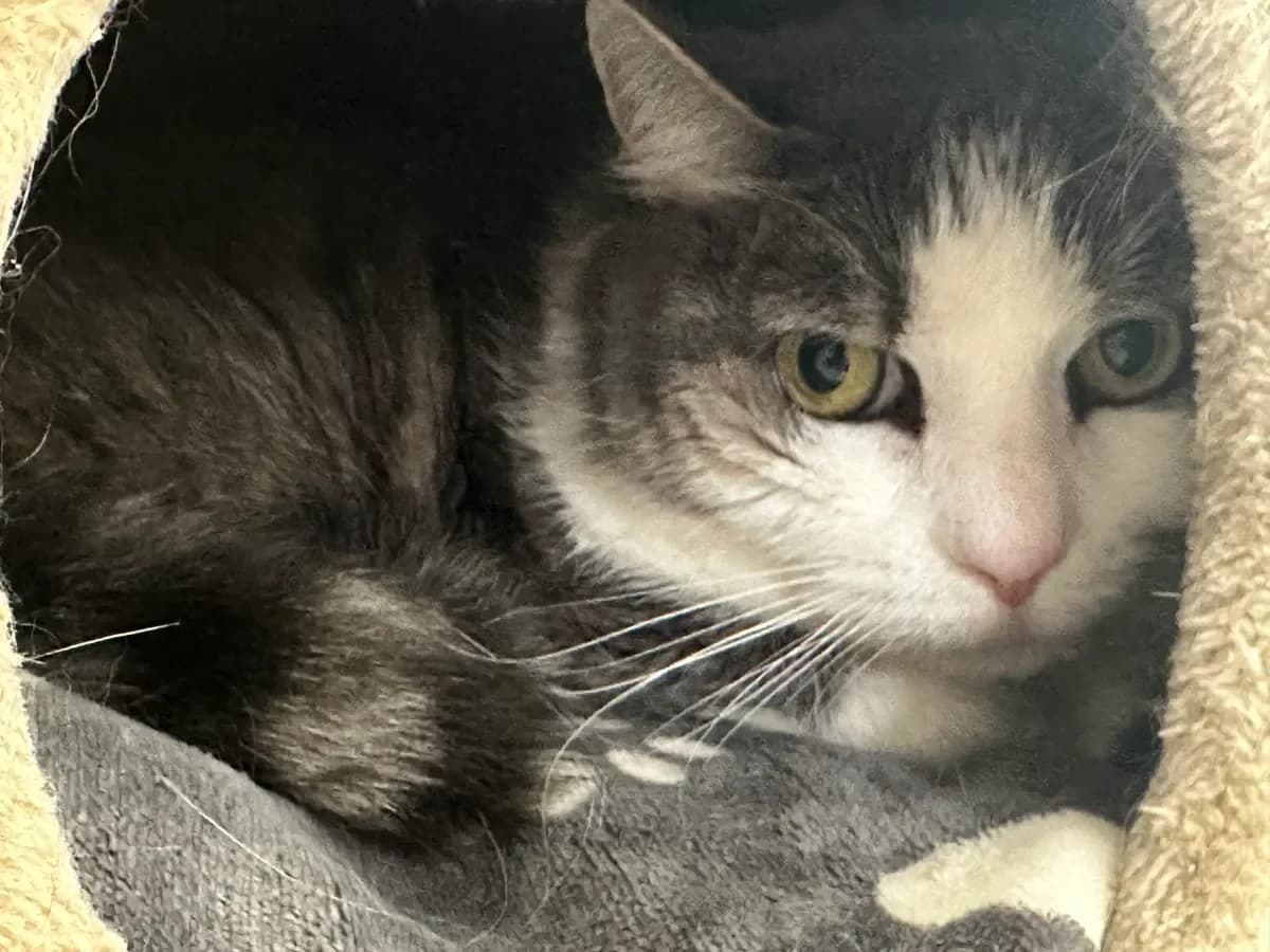 Mouns, Grise et blanche female senior European Shorthair for adoption at SPA Valais, Uvrier