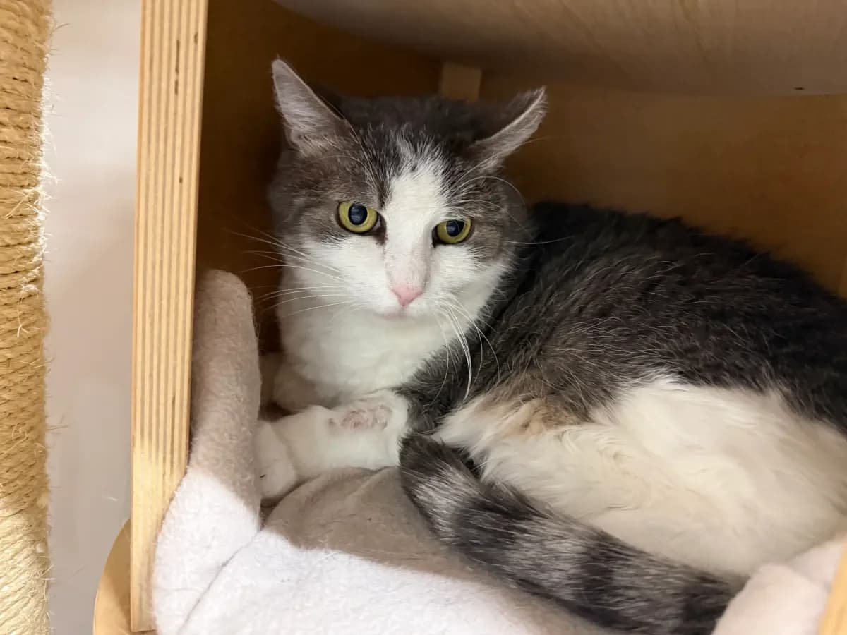 Mouns, Grise et blanche female senior European Shorthair for adoption at SPA Valais, Uvrier