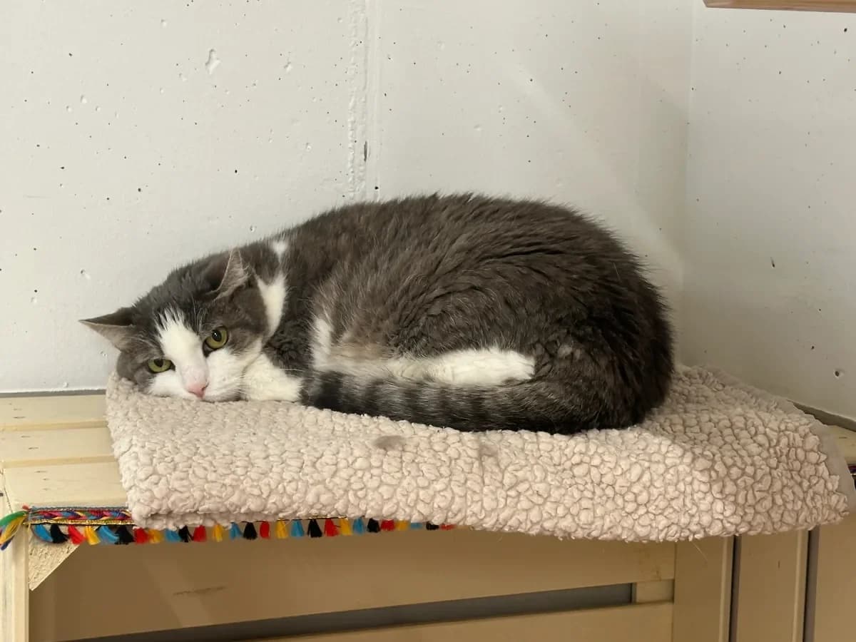 Mouns, Grise et blanche female senior European Shorthair for adoption at SPA Valais, Uvrier