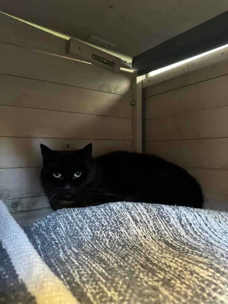 Minette, Noire female senior European Shorthair for adoption at SPA Valais, Uvrier