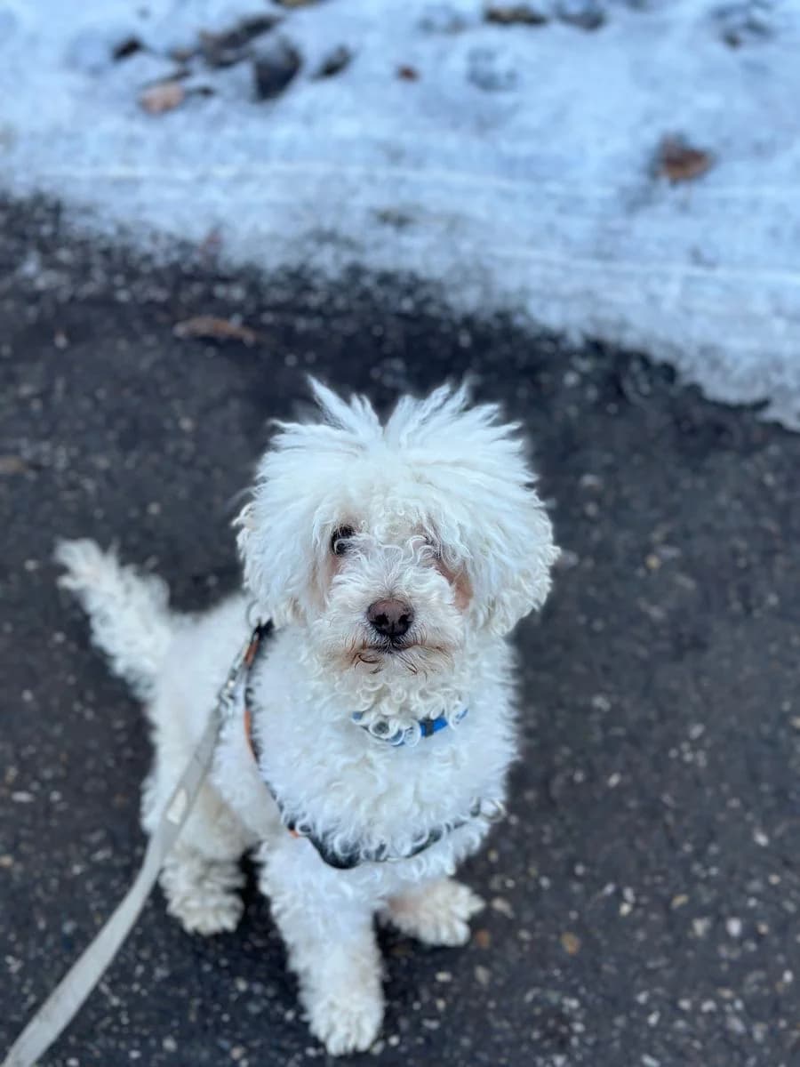 Billy, Blanc male senior Poodle for adoption at SPA Valais, Uvrier