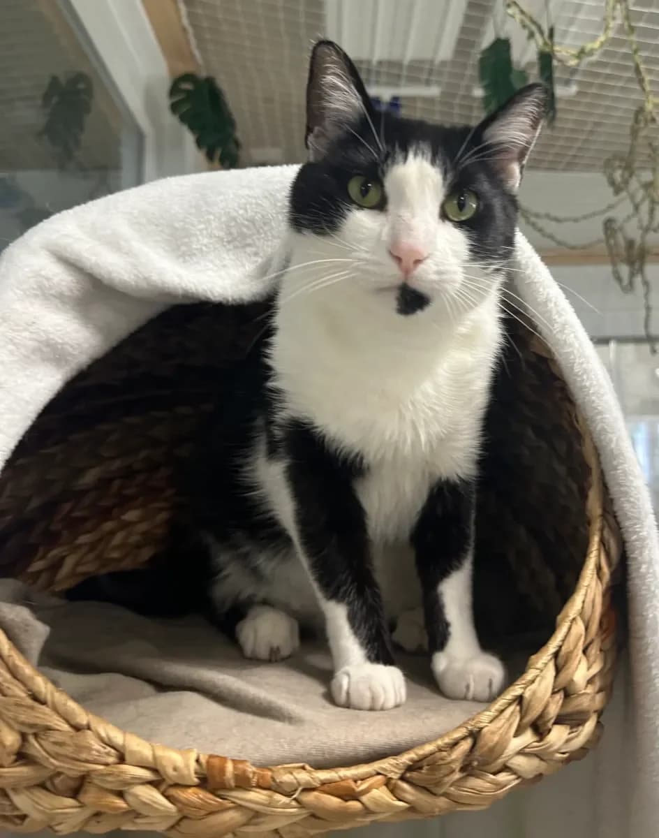 Oréo, Noir et blanc male 3yo European Shorthair for adoption at SPA Valais, Uvrier
