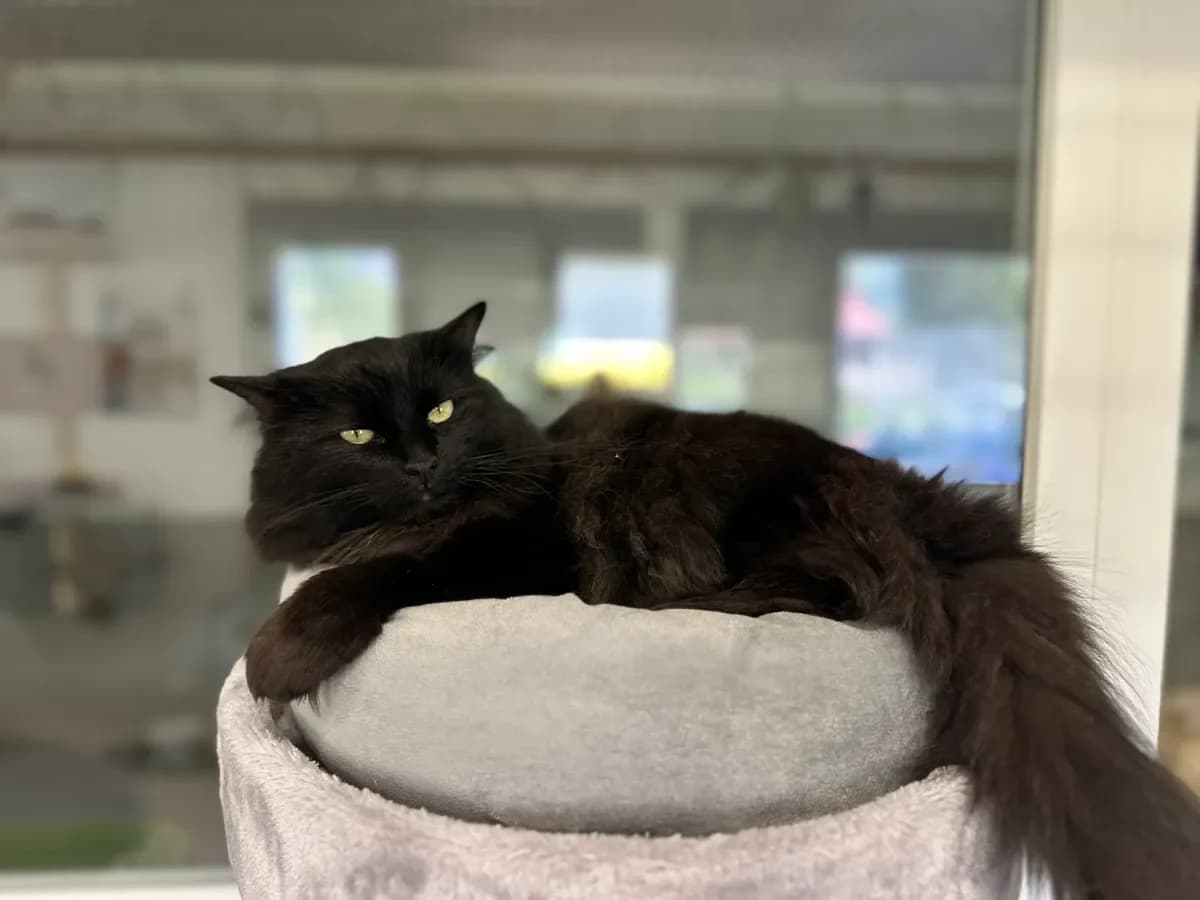 Bob, Noir poils long male 6yo Mixed Breed for adoption at SPA Valais, Uvrier