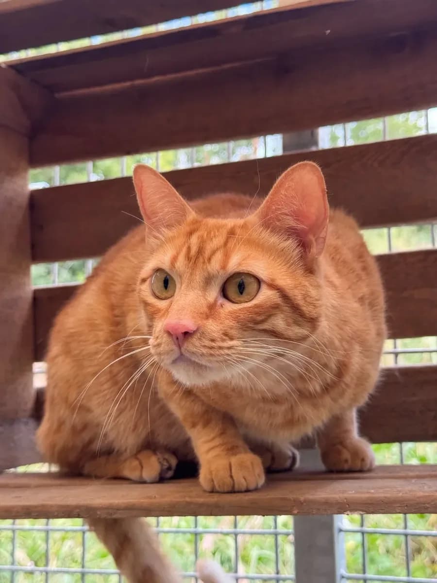 Alvin, Roux male young European Shorthair for adoption at SPA Valais, Uvrier