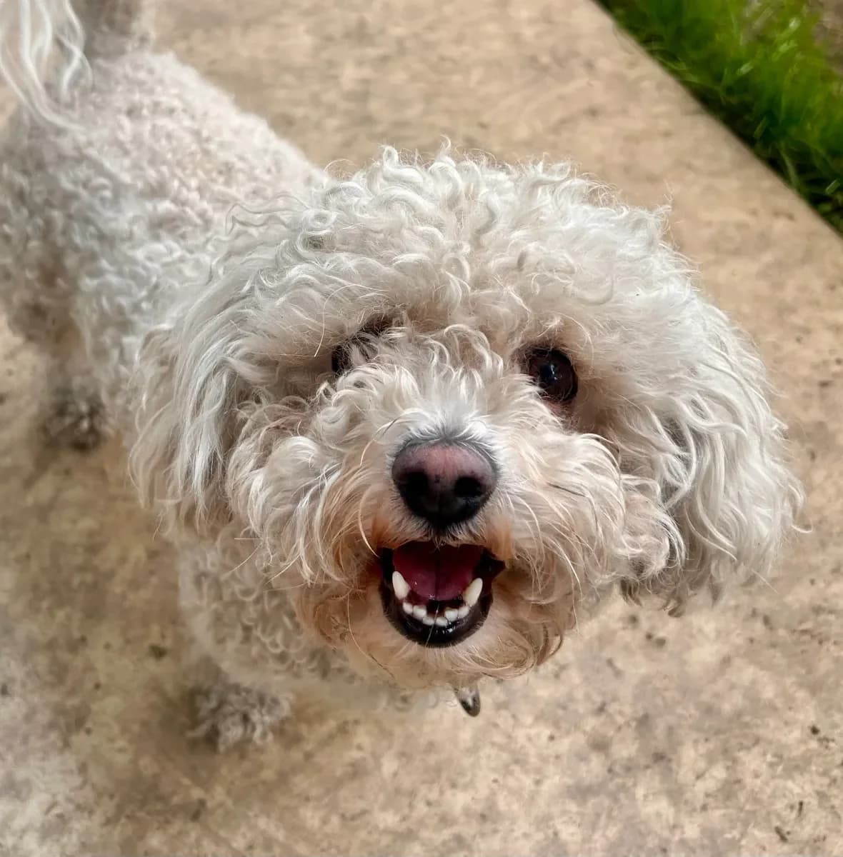 Tessie, Blanc female Bichon Frisé for adoption at SPA Valais, Uvrier