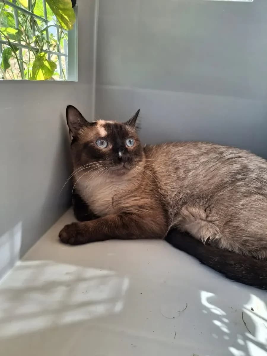 Kaï, Seal point male puppy European Shorthair for adoption at SPA Valais, Uvrier