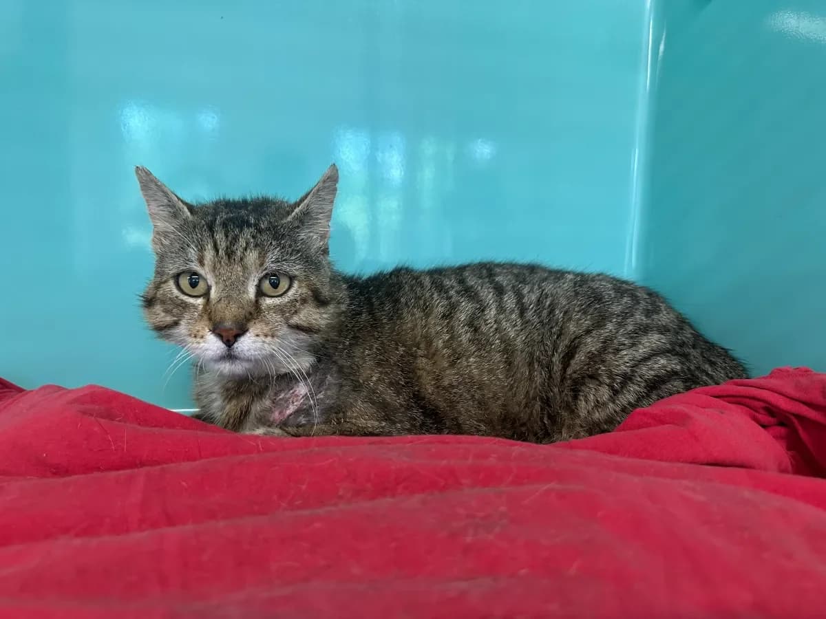 Lancelot, Tigré male 6yo European Shorthair for adoption at SPA Valais, Uvrier