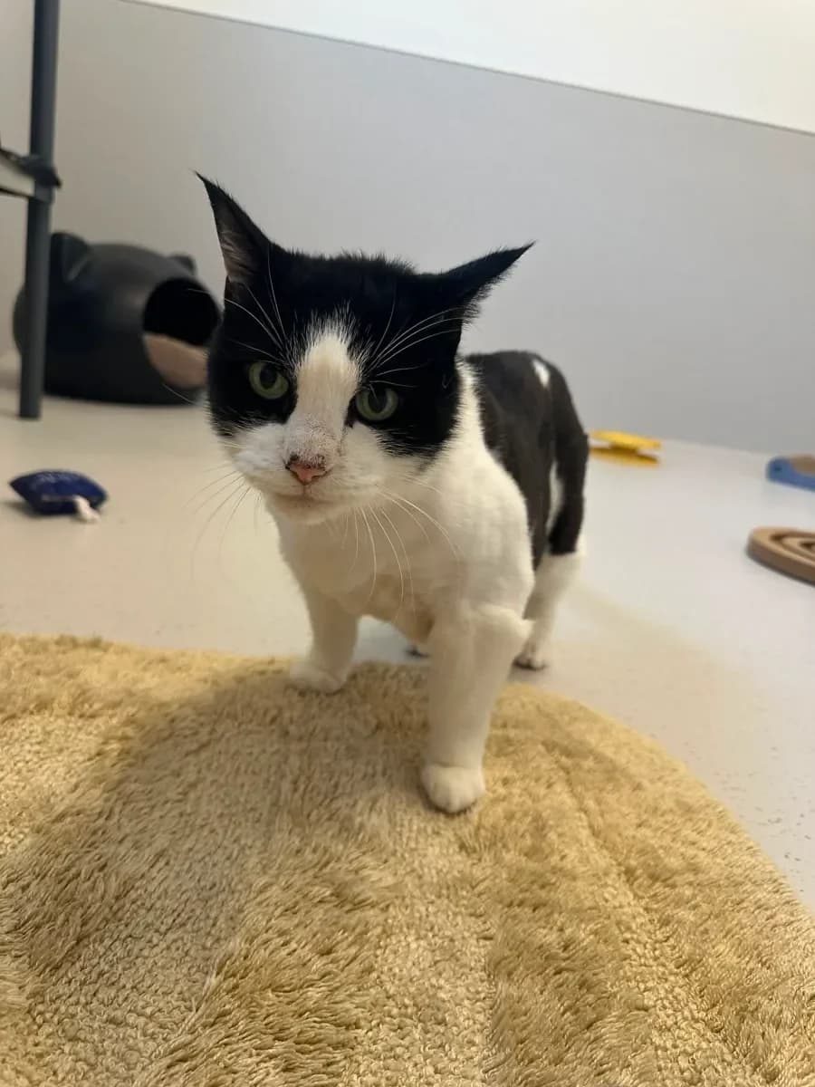Davidson, Noir-blanc male senior European Shorthair for adoption at SPA Valais, Uvrier