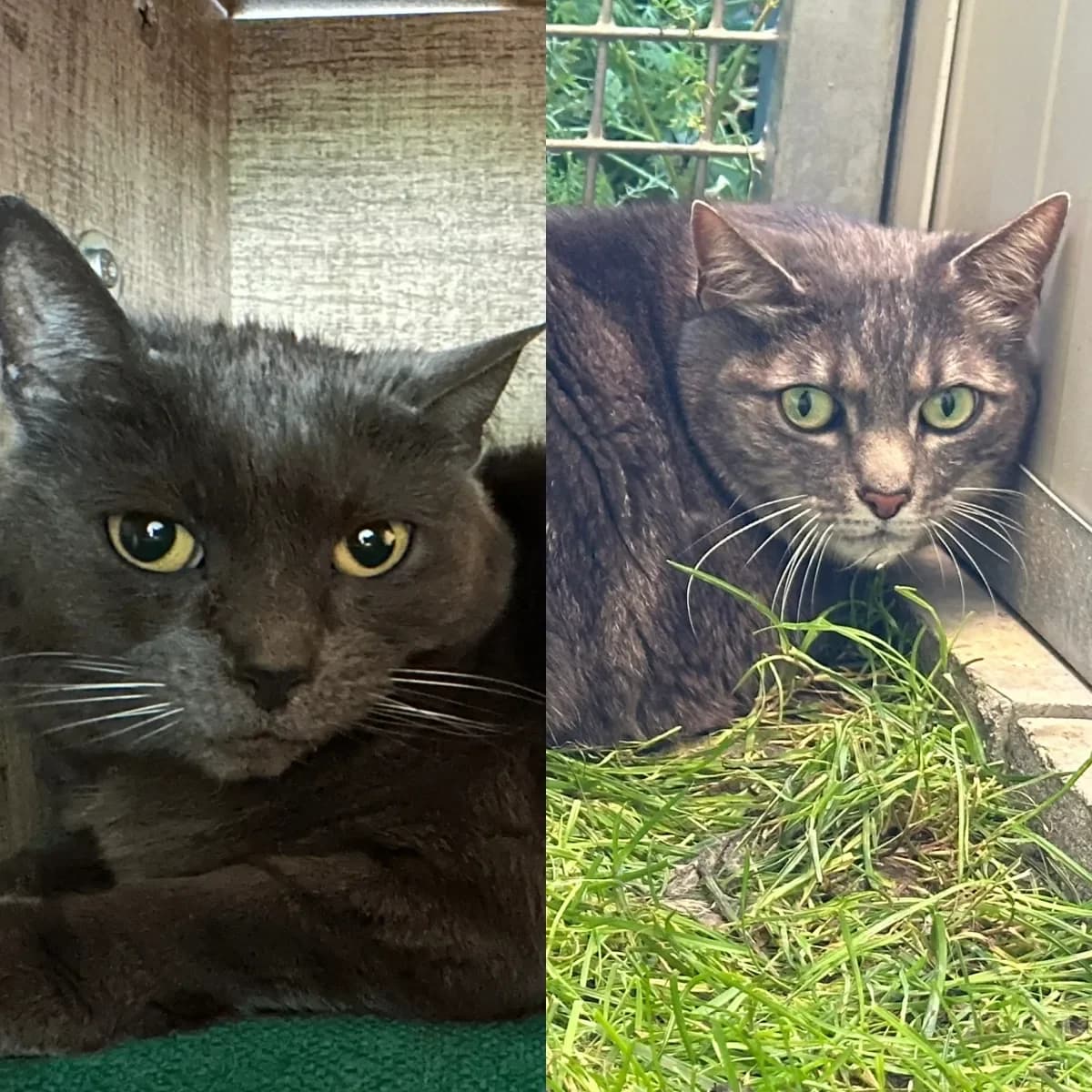 Grisou et Léa, Grise et grise tigrée female European Shorthair for adoption at SPA Valais, Uvrier