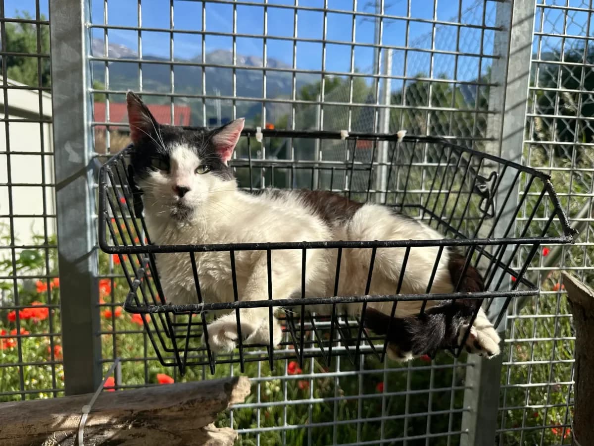 Bandit, Noir et blanc male 3yo European Shorthair for adoption at SPA Valais, Uvrier