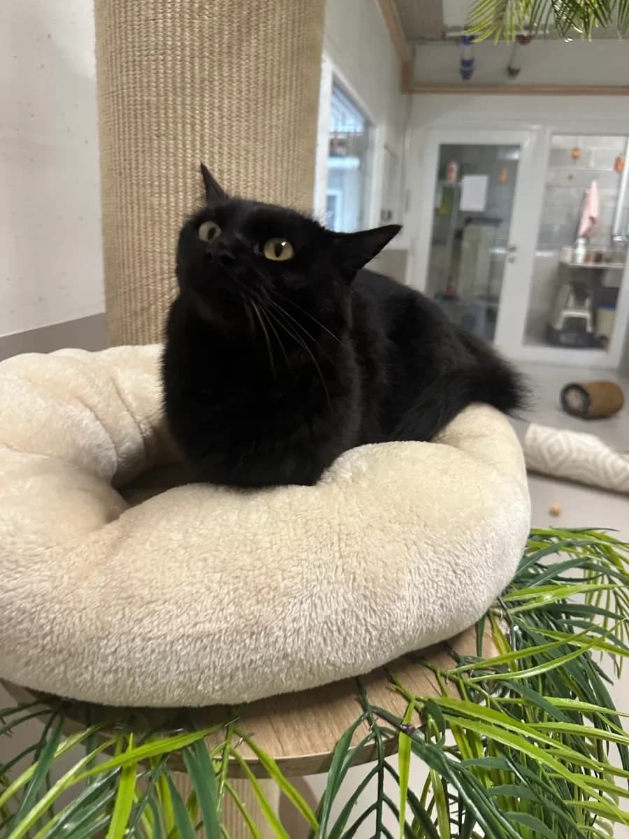 Baguera, Noire female young European Shorthair for adoption at SPA Valais, Uvrier