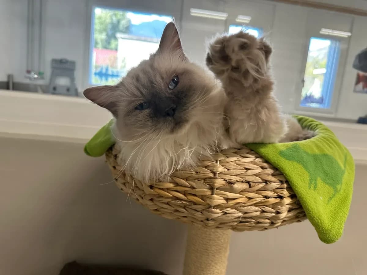 Lilly, Blue colorpoint female senior Ragdoll for adoption at SPA Valais, Uvrier