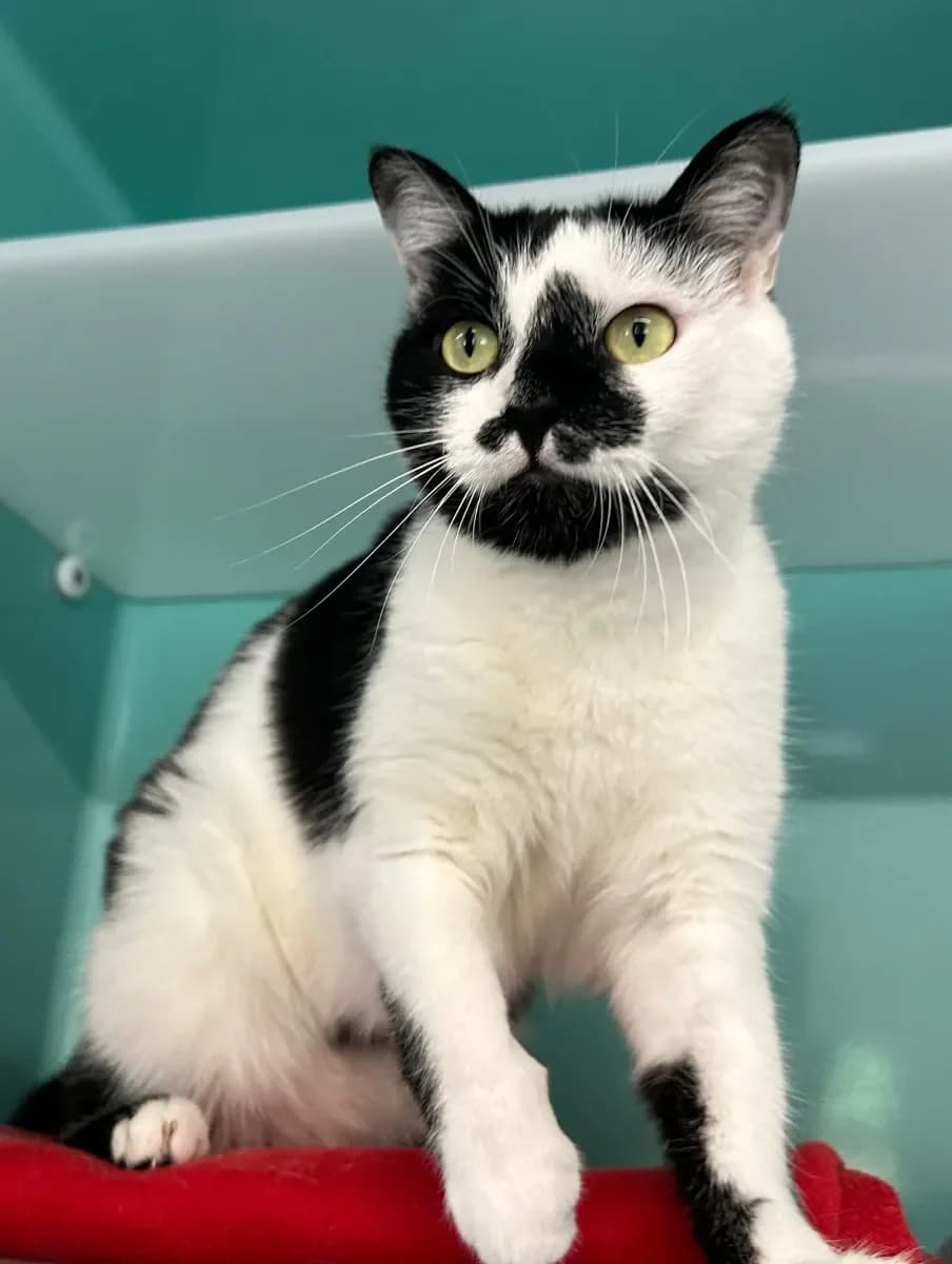 Jamie, Noir et blanc male 4yo European Shorthair for adoption at SPA Valais, Uvrier