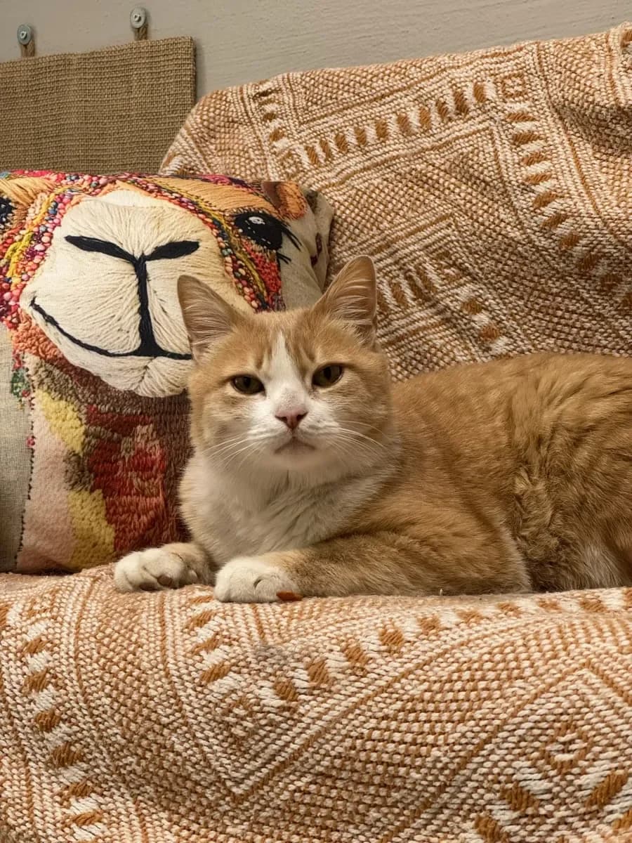 Mango, roux clair male 3yo European Shorthair for adoption at SPA Valais, Uvrier