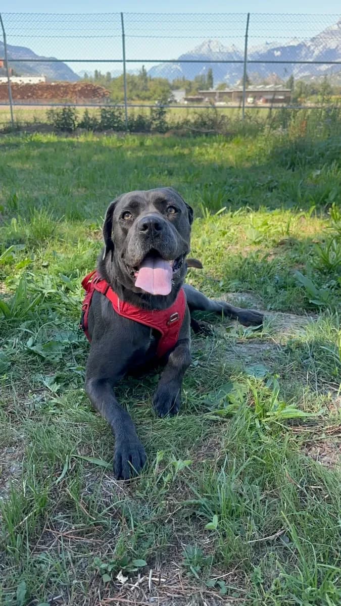 Lili, Bleu female 3yo Cane Corso for adoption at SPA Valais, Uvrier