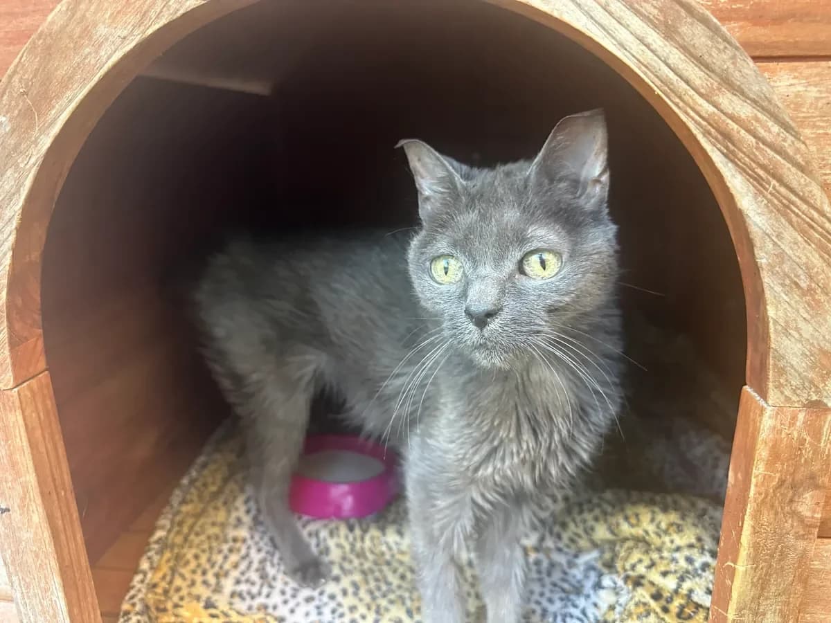 Bijou, Grise female European Shorthair for adoption at SPA Valais, Uvrier