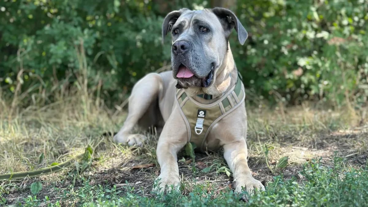 Tara, Froment female 3yo Cane Corso for adoption at SPA Valais, Uvrier