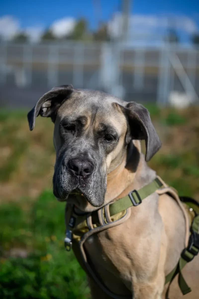 Tara, Froment female 3yo Cane Corso for adoption at SPA Valais, Uvrier