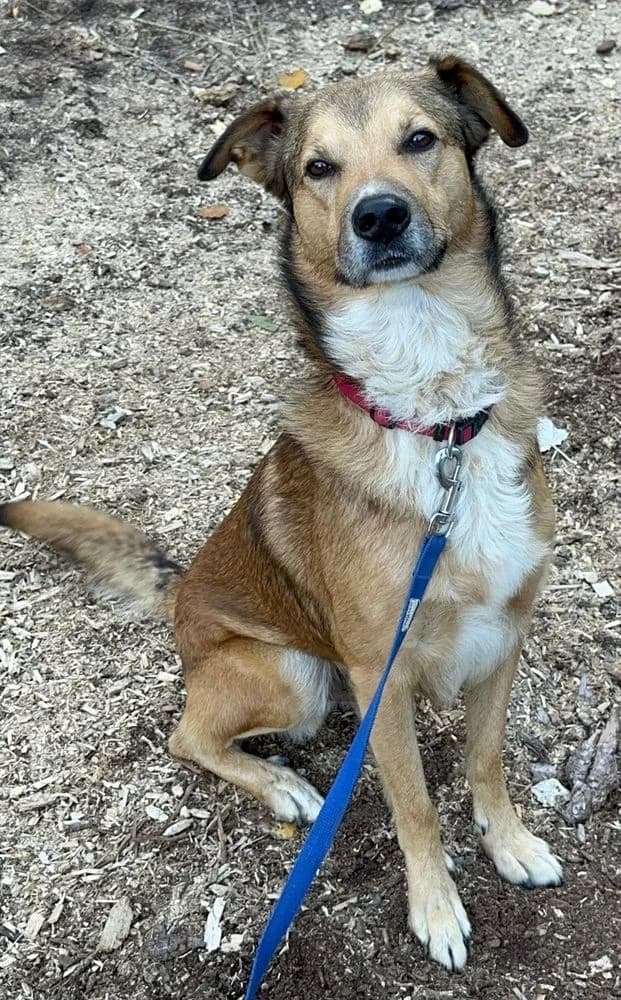 Django, Beige / noir / blanc male young German Shepherd for adoption at SPA Valais, Uvrier