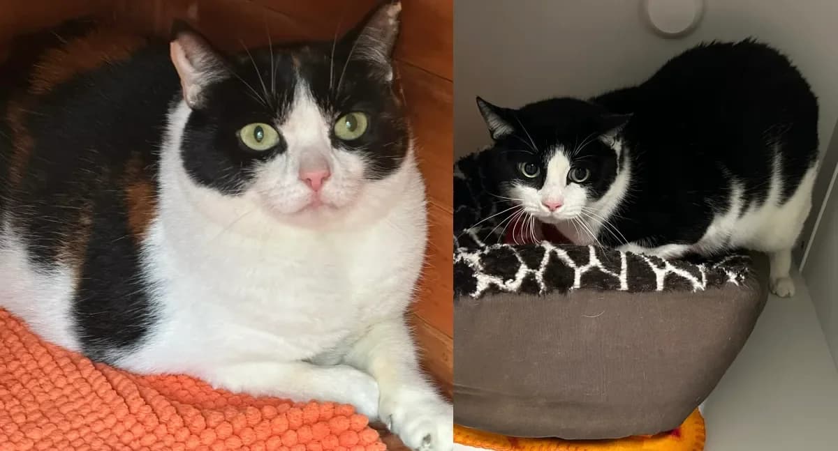 Nuka et Djolly, European Shorthair for adoption at SPA Valais, Uvrier