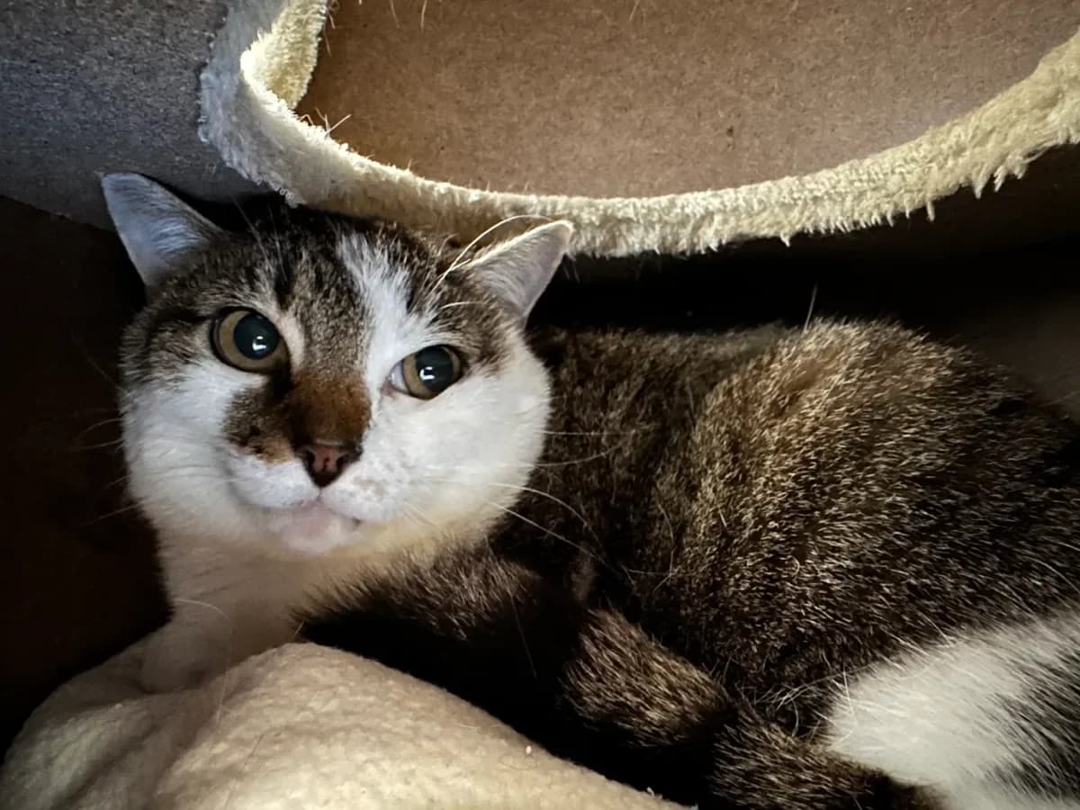 Pichenette, Européen female 4yo European Shorthair for adoption at SPA Valais, Uvrier