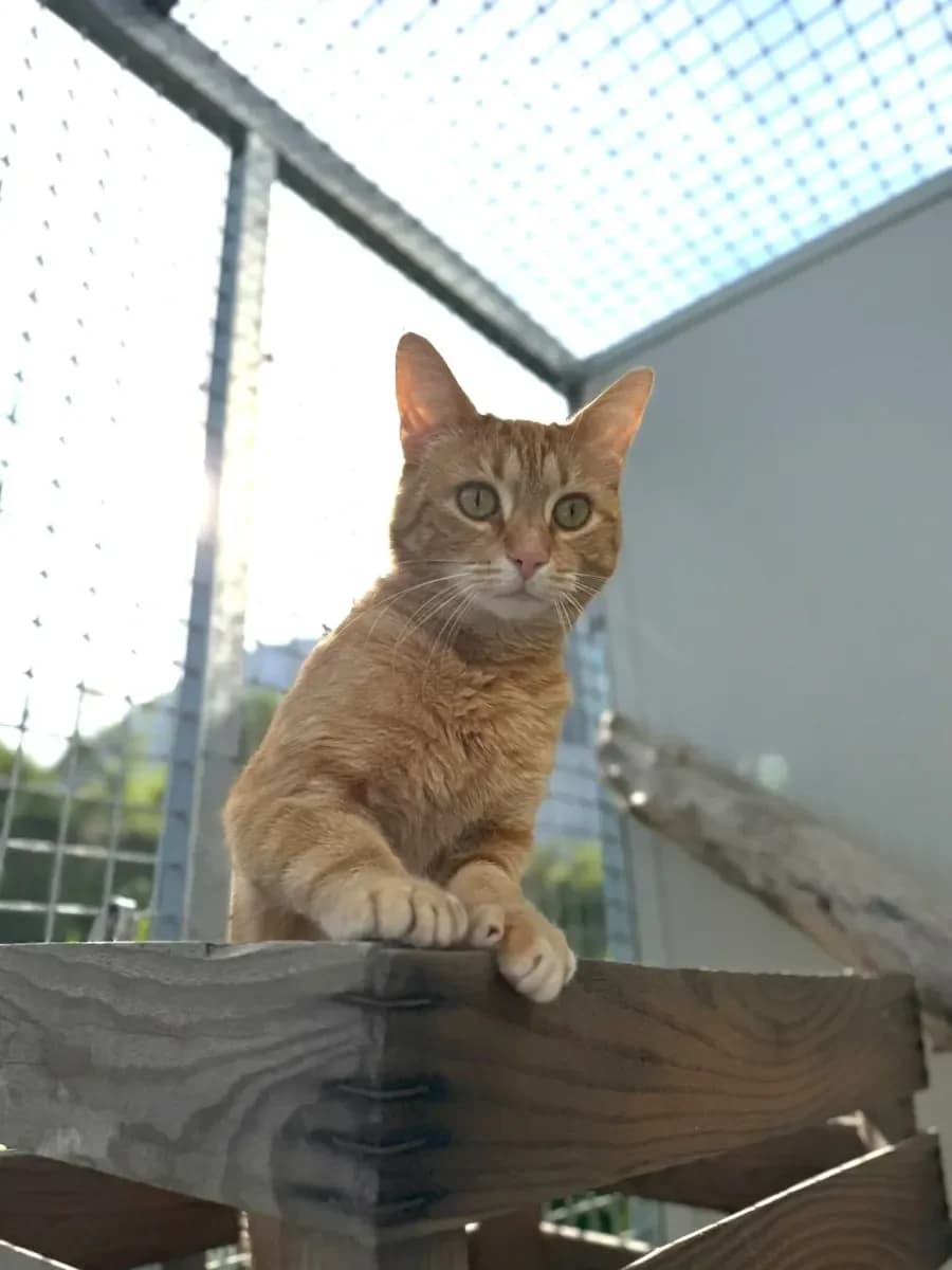 Chili, Roux clair male 3yo European Shorthair for adoption at SPA Valais, Uvrier