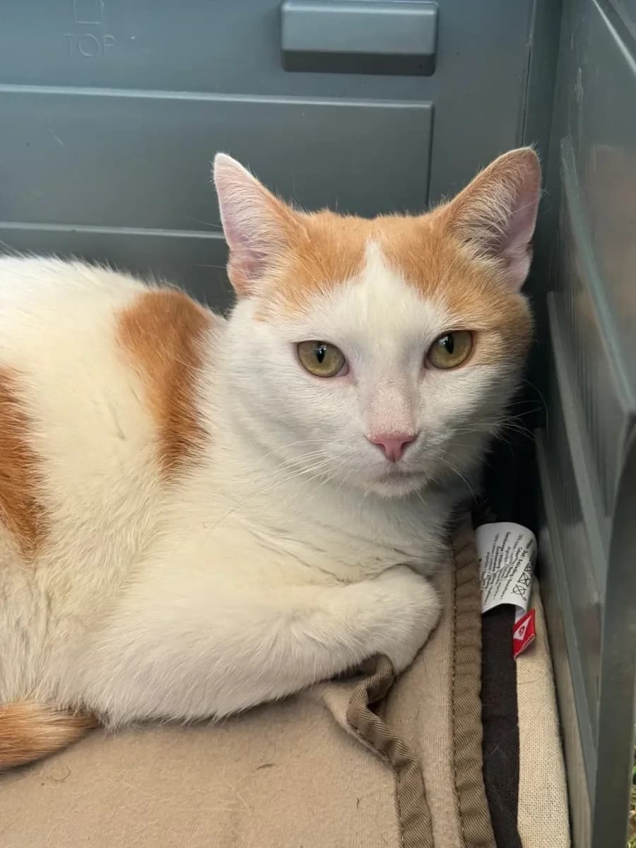 Caramel, Roux et blanc male 4yo European Shorthair for adoption at SPA Valais, Uvrier