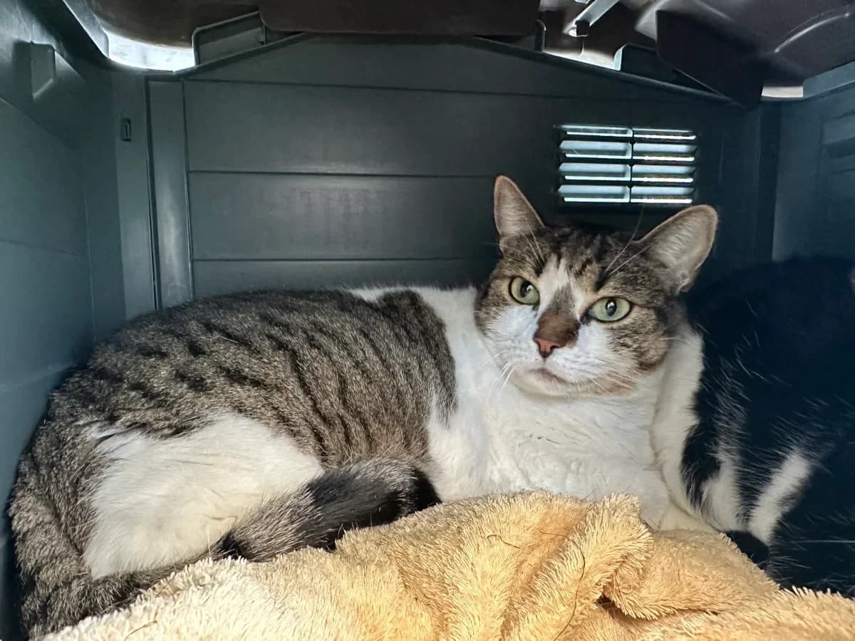 Luna, Tigrée et blanche female 7yo European Shorthair for adoption at SPA Valais, Uvrier