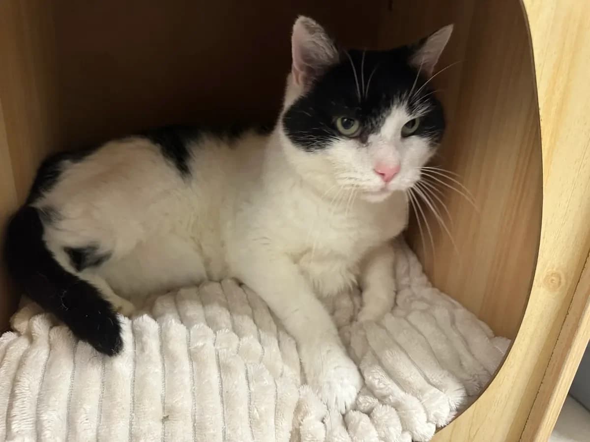 Freud, Noir et blanc male 6yo European Shorthair for adoption at SPA Valais, Uvrier