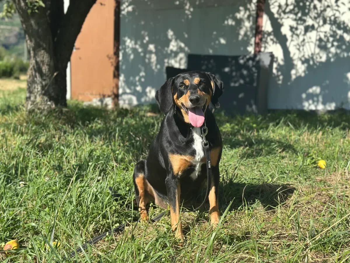 Lola, Noir et feu female senior Mixed Breed for adoption at SPA Valais, Uvrier