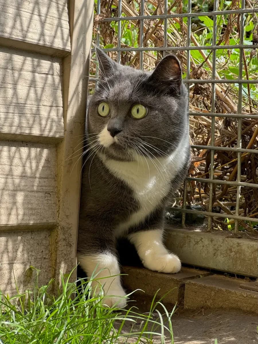 Chippie, Grise-blanche female 4yo European Shorthair for adoption at SPA Valais, Uvrier