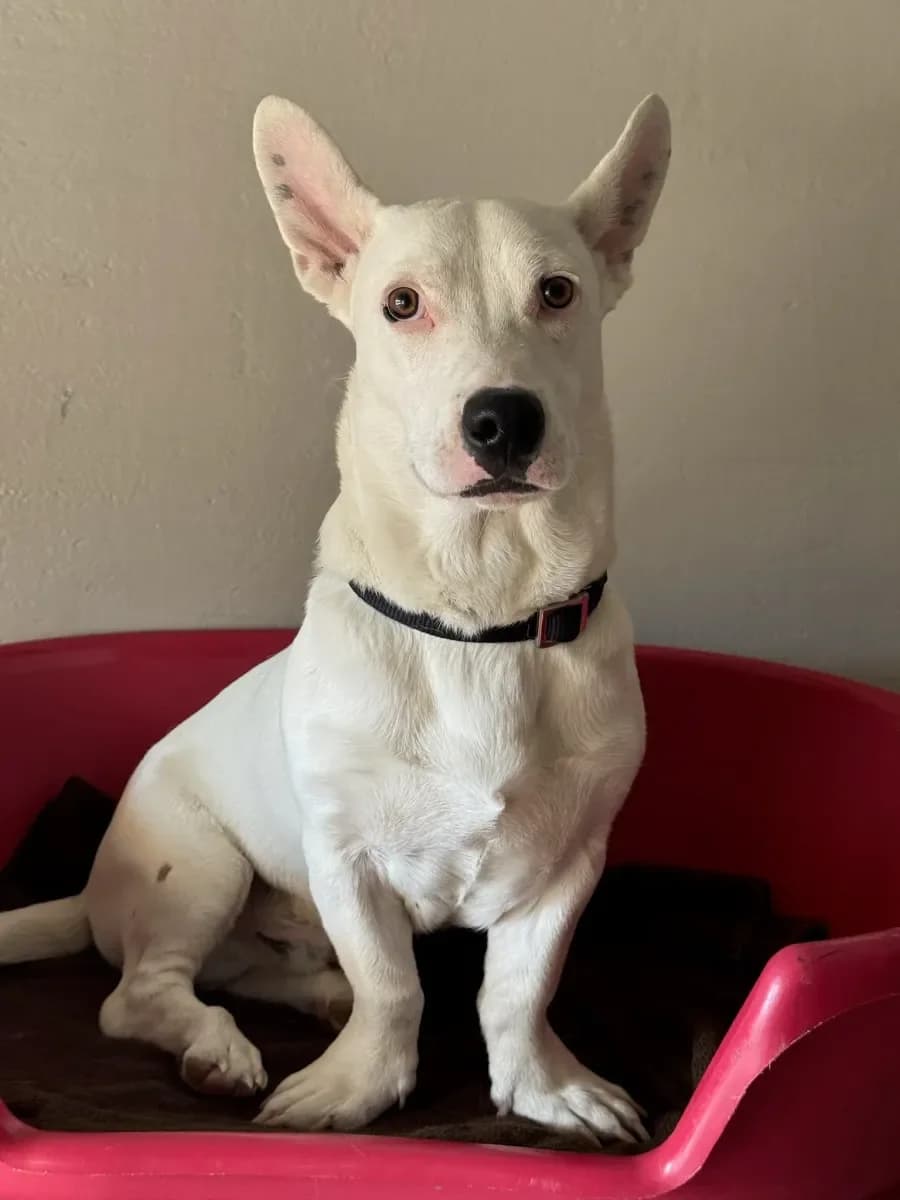 Spot, Blanc male puppy Jack Russell Terrier for adoption at SPA Valais, Uvrier