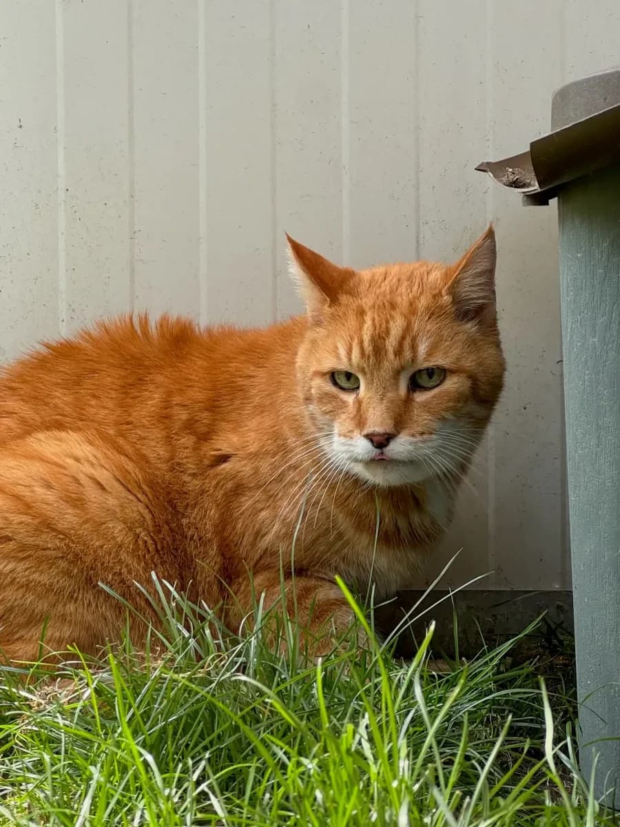 Rooky, Roux male senior European Shorthair for adoption at SPA Valais, Uvrier