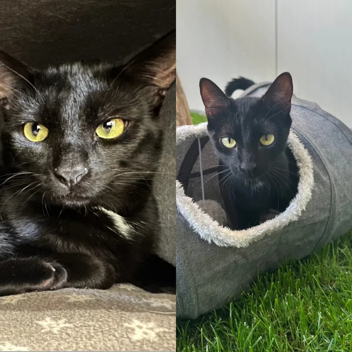 Ivy et Jack, Noir young European Shorthair for adoption at SPA Valais, Uvrier