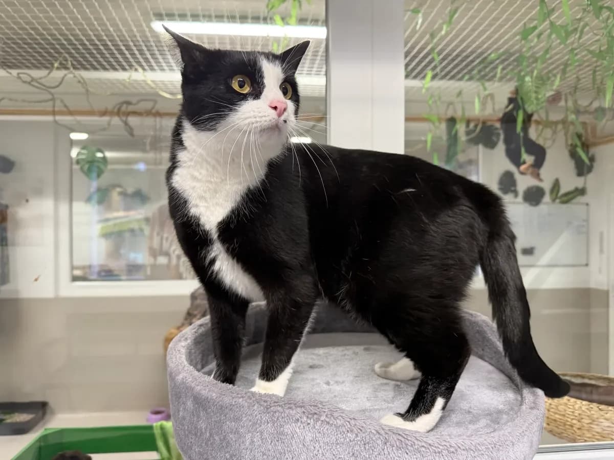 Gibs, Noir et blanc male 5yo European Shorthair for adoption at SPA Valais, Uvrier