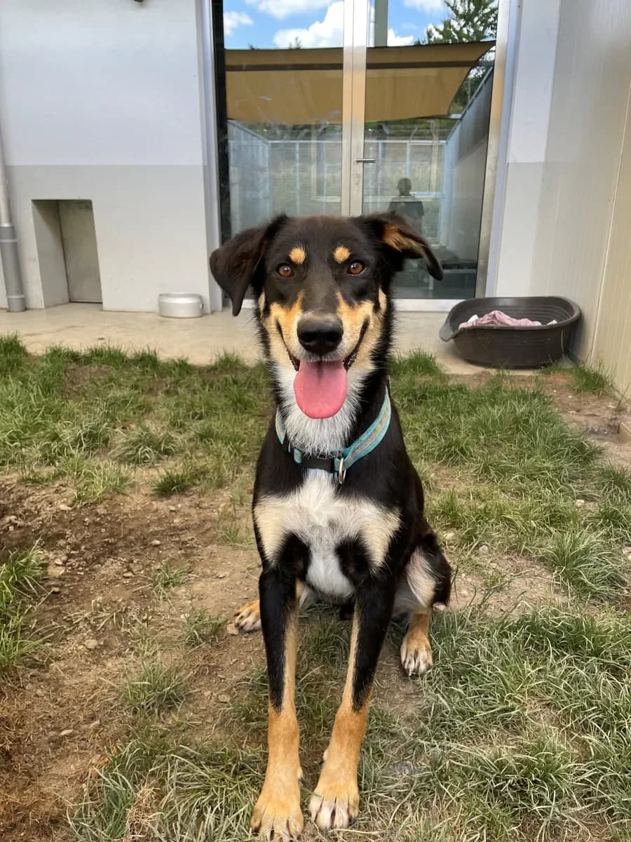 Pablo, male young Mixed Breed for adoption at SPA Valais, Uvrier