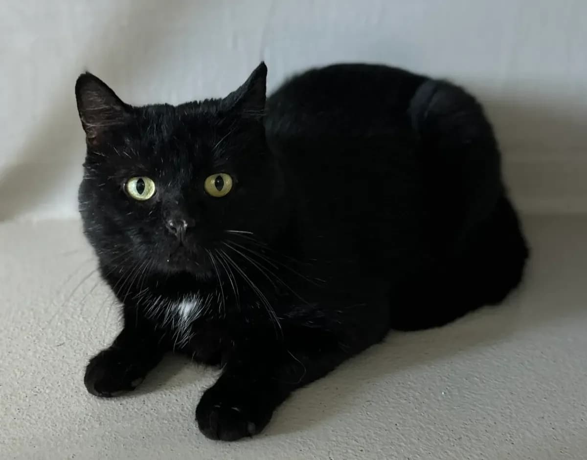 Totoro, male 3yo Mixed Breed for adoption at SPA Valais, Uvrier