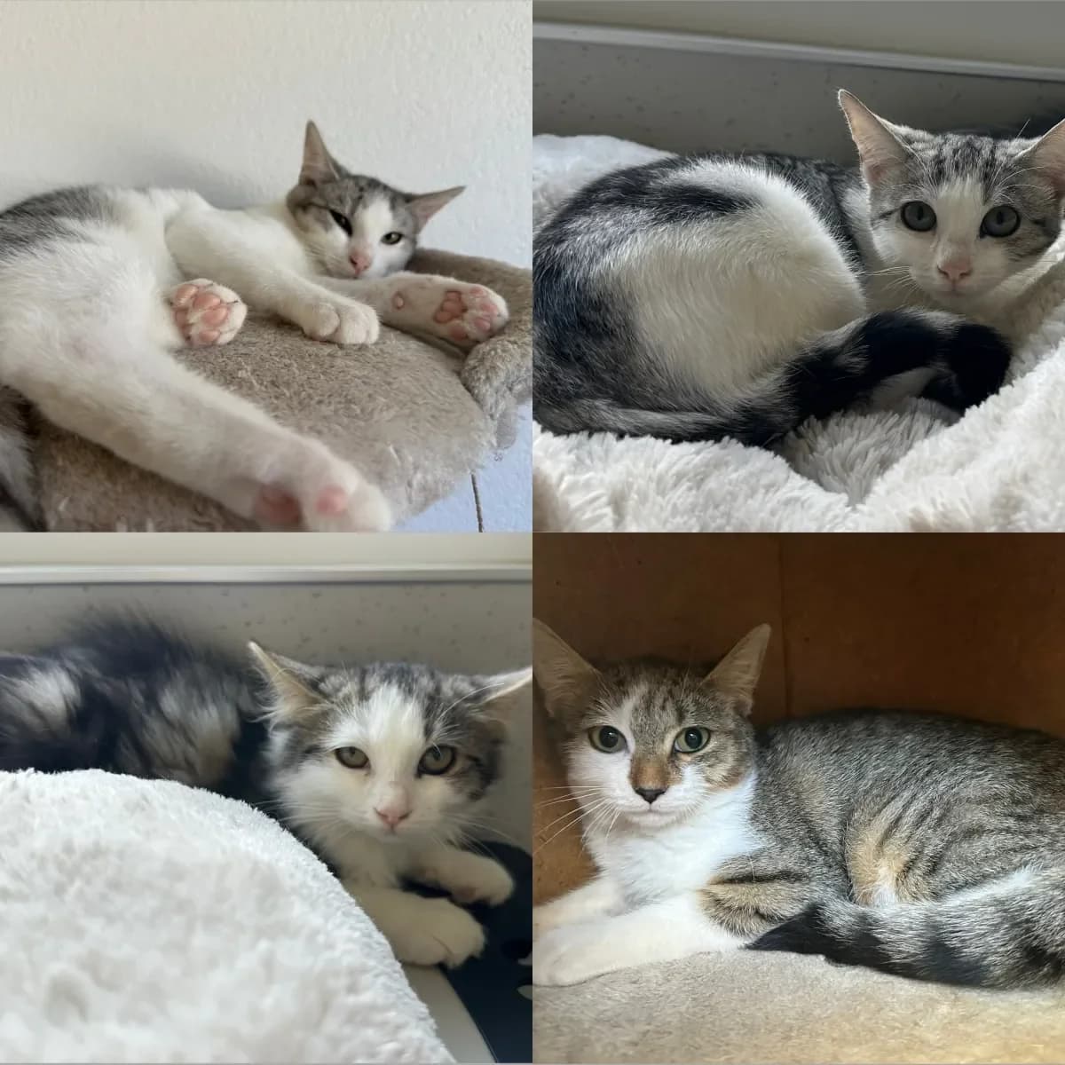 Chatons, puppy European Shorthair for adoption at SPA Valais, Uvrier