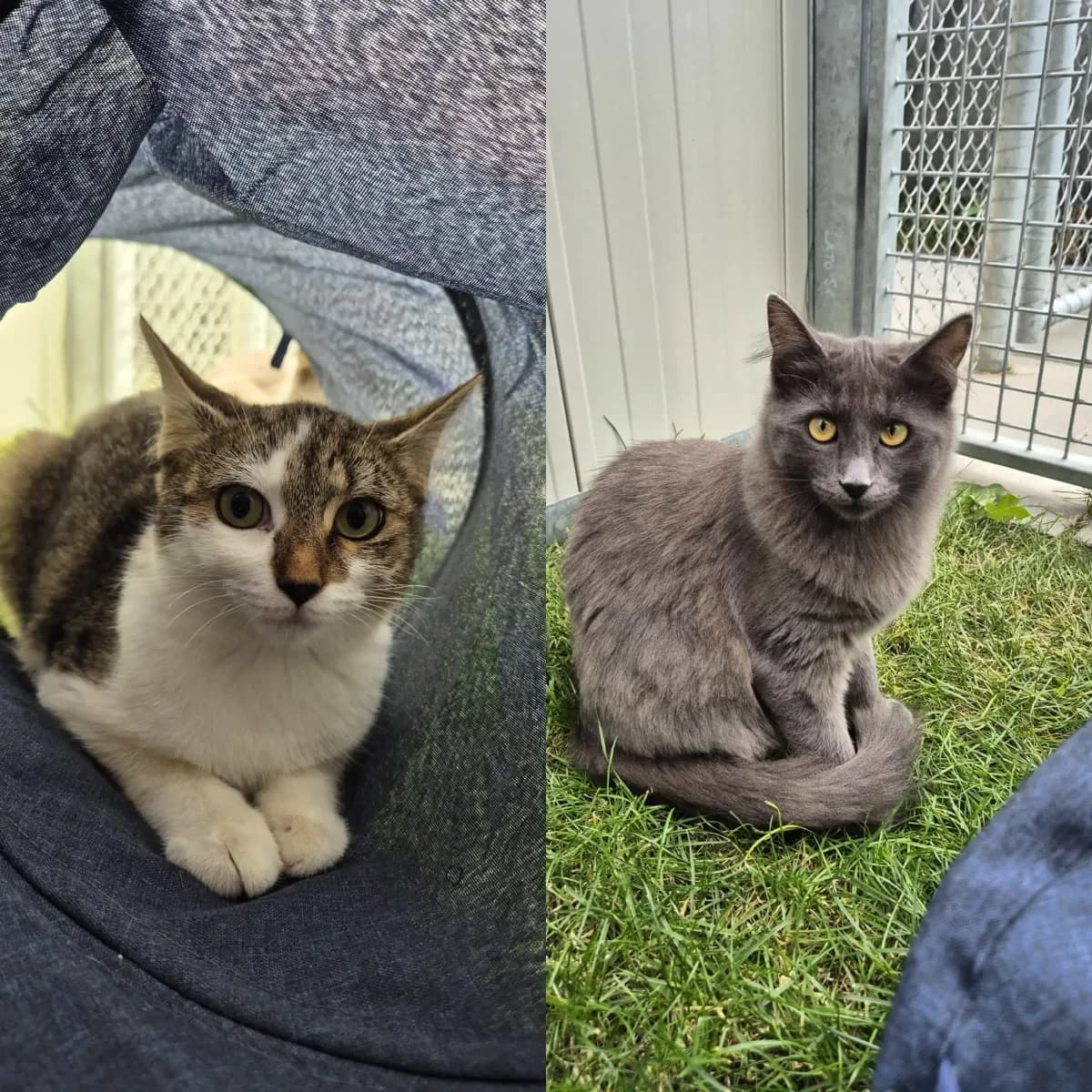 Chatons, female puppy European Shorthair for adoption at SPA Valais, Uvrier