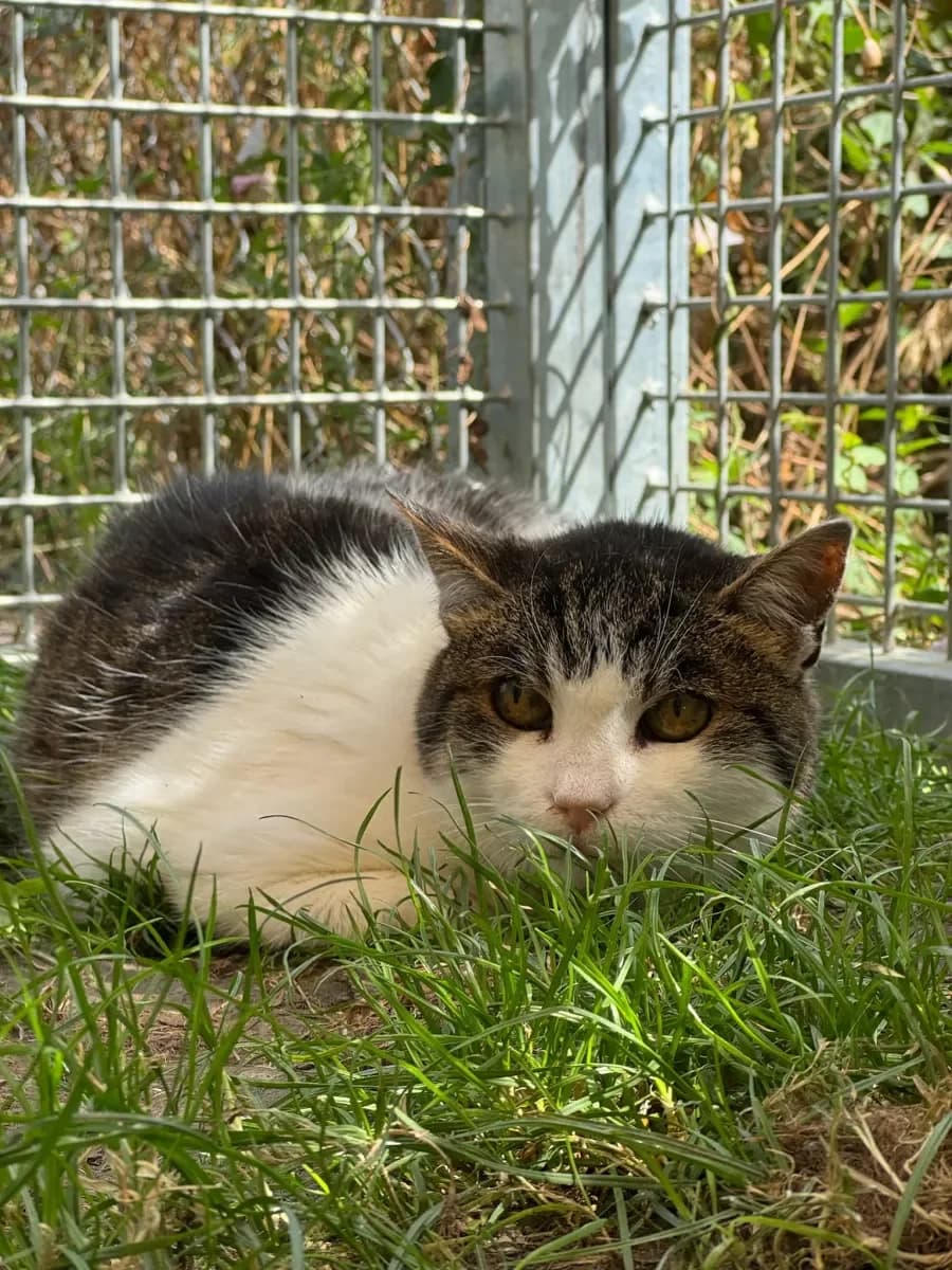 Charlène, Tigrée-Blanche female senior European Shorthair for adoption at SPA Valais, Uvrier