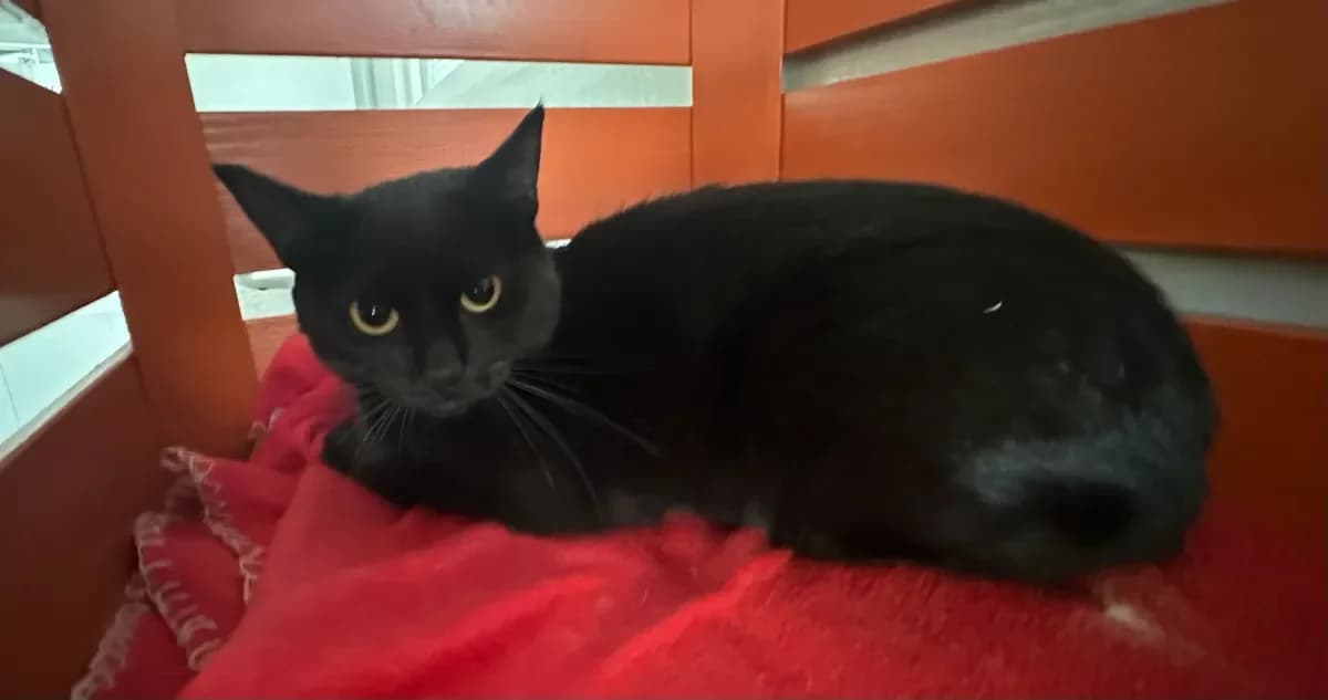 Lola, Noir female young European Shorthair for adoption at SPA Valais, Uvrier