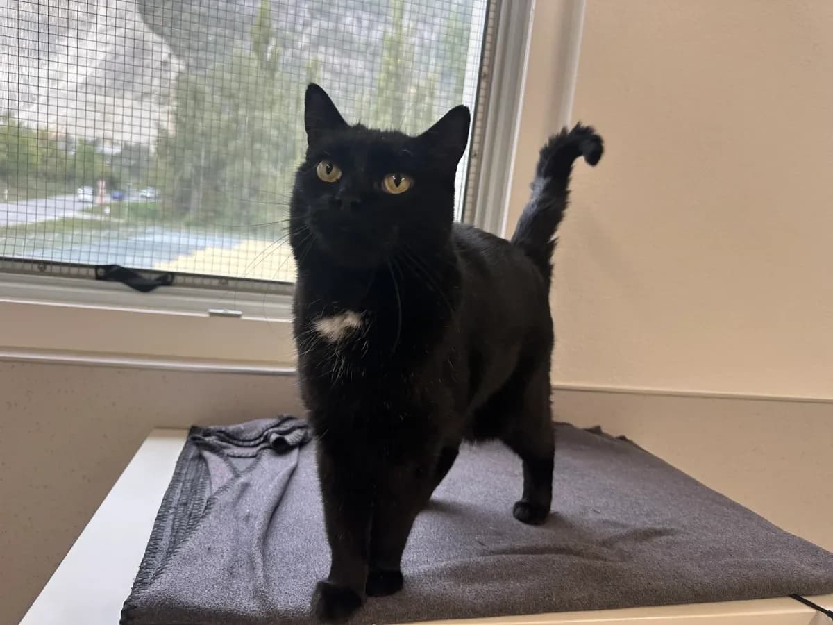 Owen, Noir male senior European Shorthair for adoption at SPA Valais, Uvrier