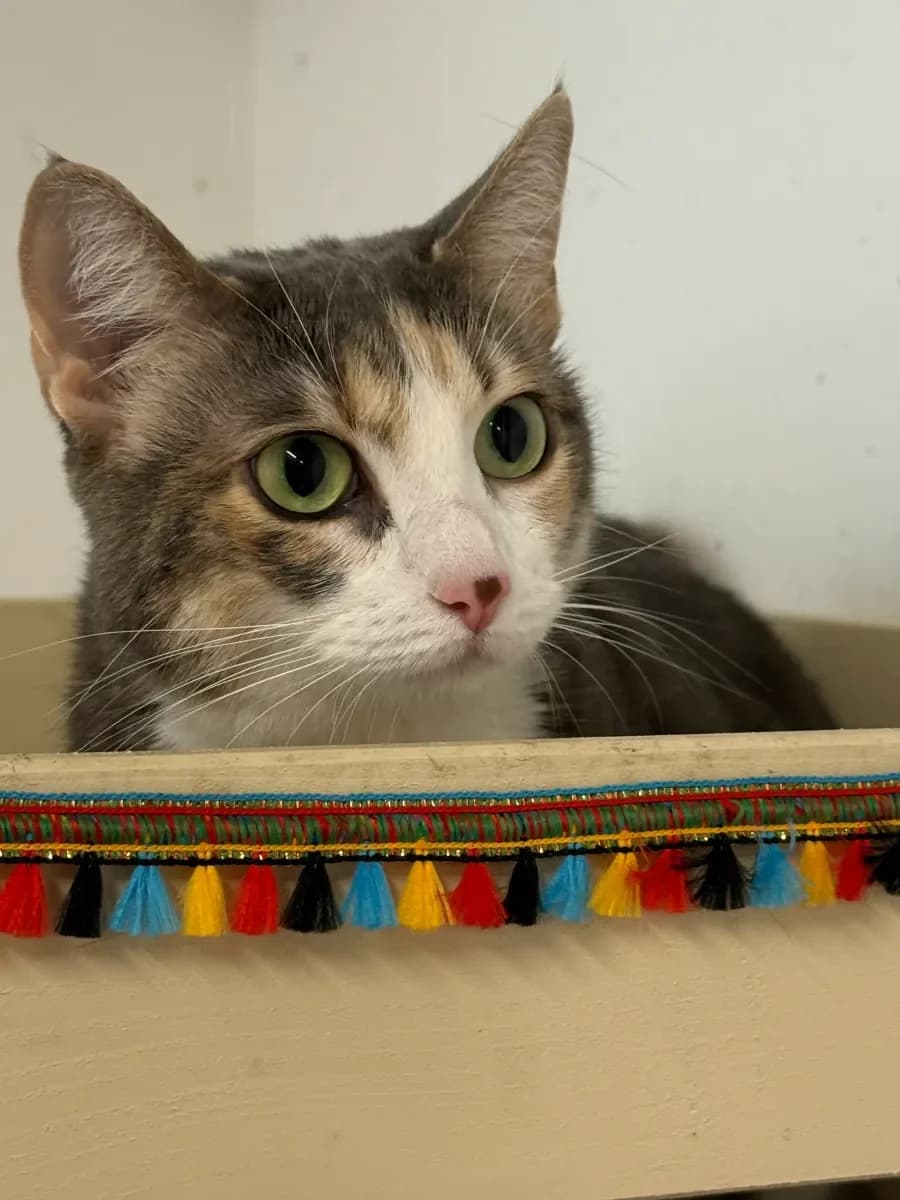 Luna, female 5yo European Shorthair for adoption at SPA Valais, Uvrier