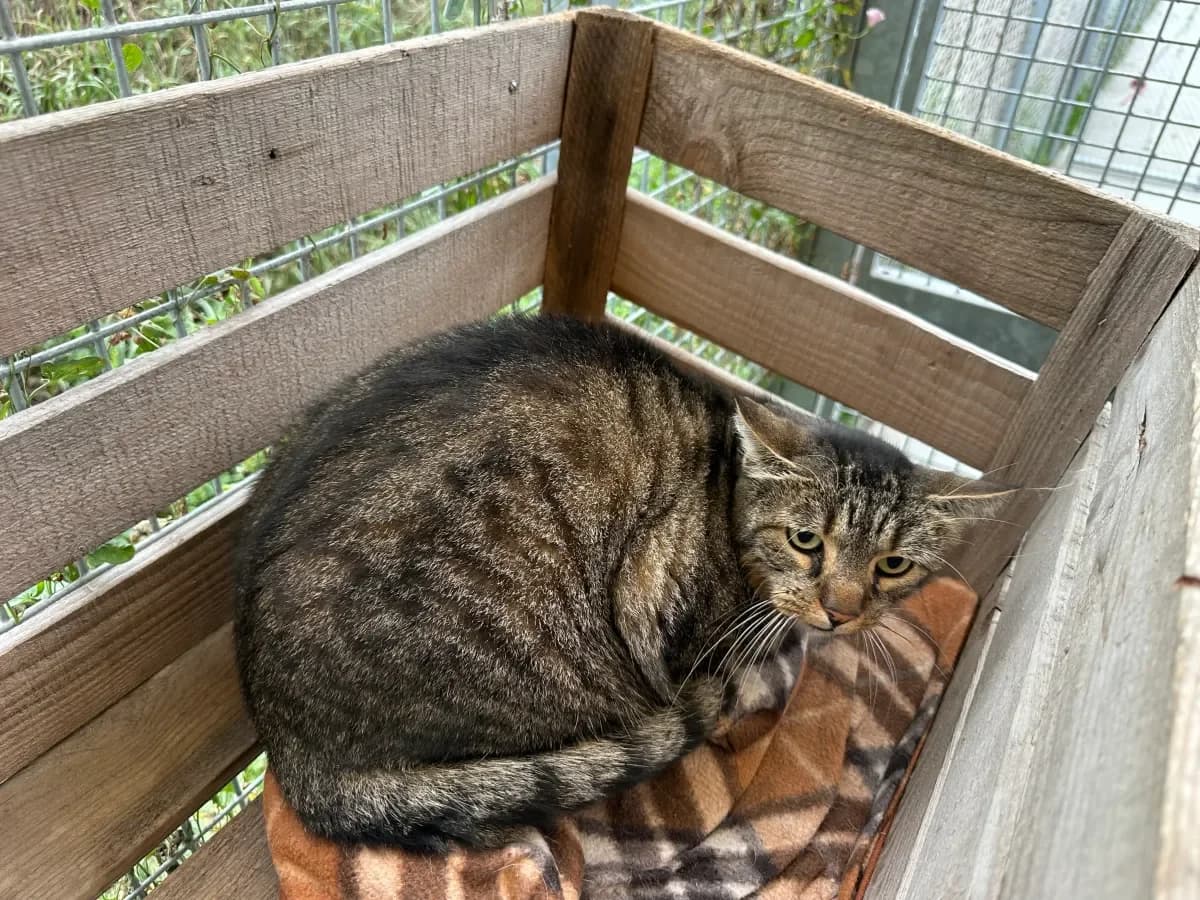 Oedipe, Tigré male 5yo European Shorthair for adoption at SPA Valais, Uvrier