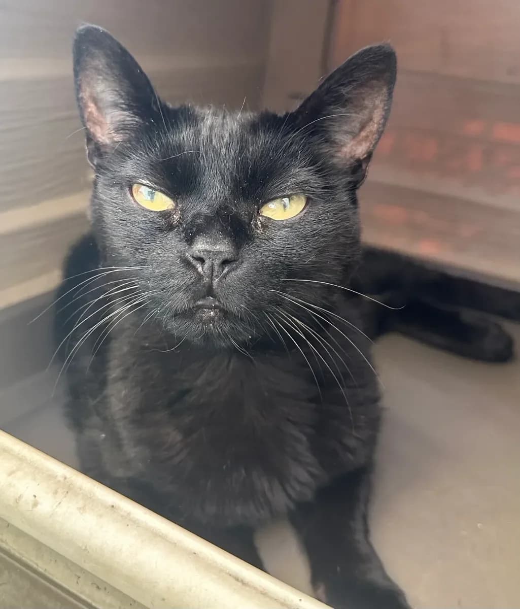 Jiji, Noire female 6yo European Shorthair for adoption at SPA Valais, Uvrier