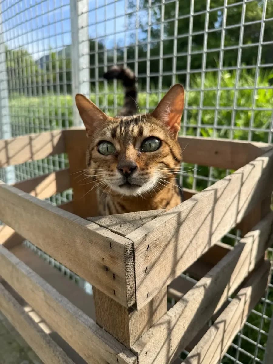 Peaches, Brown tabby rosetted female senior Bengal for adoption at SPA Valais, Uvrier