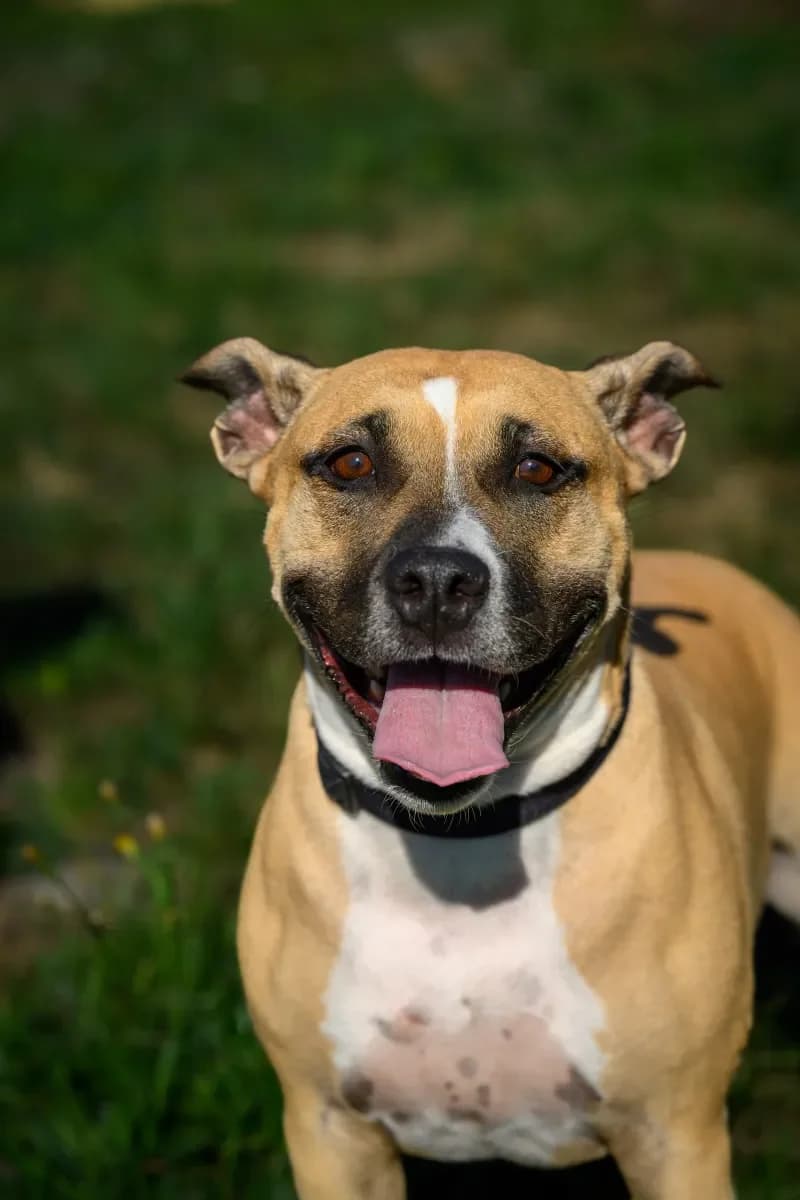 Pam, Beige et blanc female 7yo American Staffordshire Terrier for adoption at SPA Valais, Uvrier